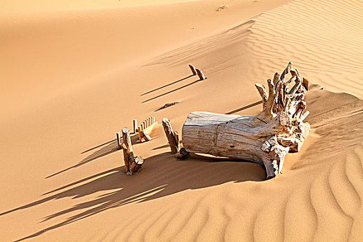 沙漠故事