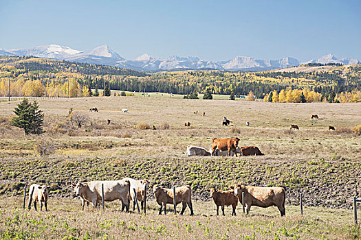 牛,放牧,山麓,艾伯塔省,加拿大