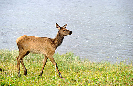 幼小,麋鹿,北美马鹿,鹿属,母牛,黄石国家公园,怀俄明,美国