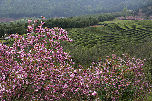 樱花,茶园