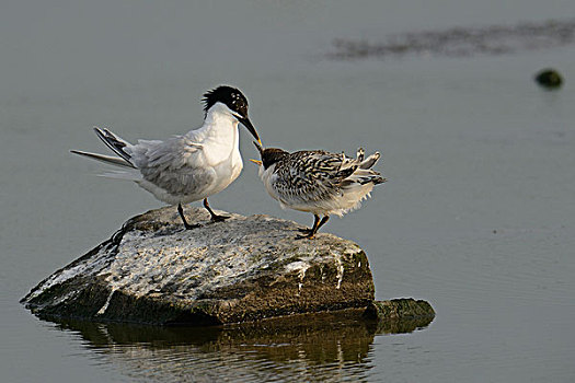 白嘴端燕鸥,白嘴端燕,幼禽,特塞尔,荷兰,欧洲
