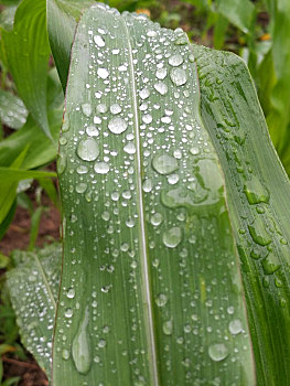 玉米叶,水珠,雨露
