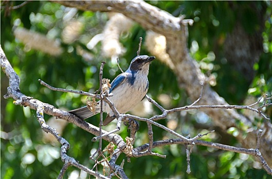 鸟,红杉国家公园