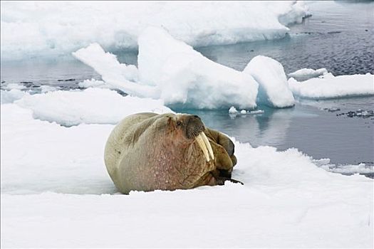 雄性,海象,浮冰,斯匹次卑尔根岛,挪威,欧洲