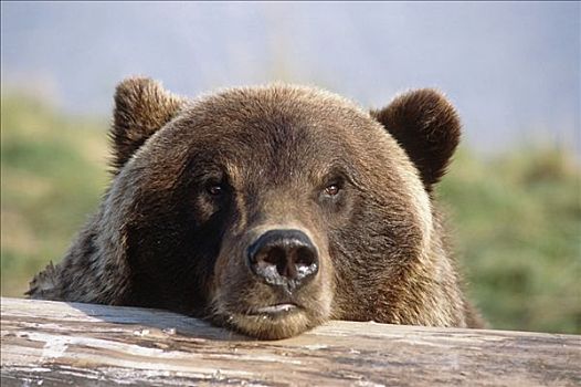 棕熊,休息,原木,阿拉斯加野生动物保护中心,夏天,阿拉斯加,俘获