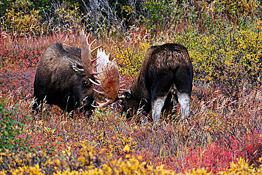 驼鹿,争斗,发情,季节,德纳里峰国家公园,阿拉斯加