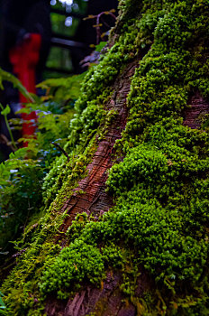 特寫森林中翠綠的蕨類植物,綠色的苔蘚植物