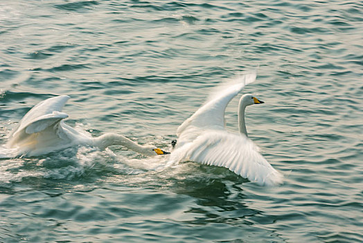 山东省威海市荣成天鹅湖里两只打闹嬉戏的天鹅