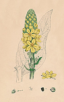 毛蕊花属,19世纪,艺术家,未知