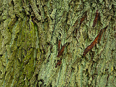 树皮,老,橡树,靠近,施佩萨特,黑森州,德国