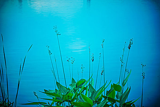 野草,花,野花,杂草,河边,水,草,植物