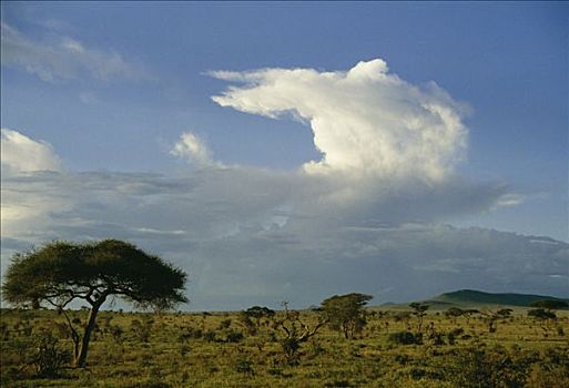 大草原,山,肯尼亚