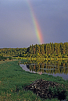 彩虹,湖,海狸,住宿,国家公园,萨斯喀彻温,加拿大
