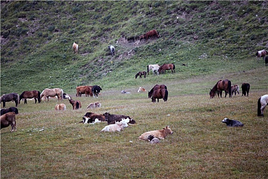 新疆和静,天山深处的牛羊