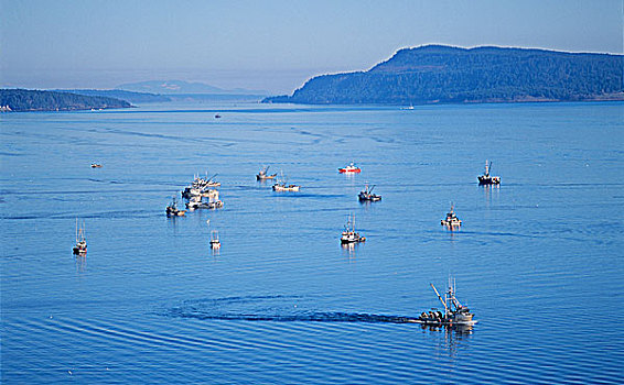 渔船,捕鱼,青鱼,岛屿,不列颠哥伦比亚省,加拿大