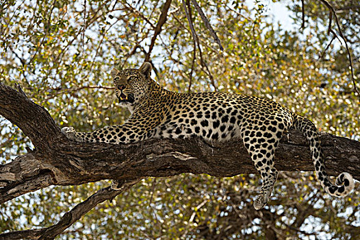 豹,女性,树上,莫雷米禁猎区,奥卡万戈三角洲,博茨瓦纳