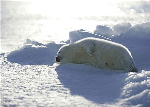 鞍纹海豹,躺着,雪,格陵兰