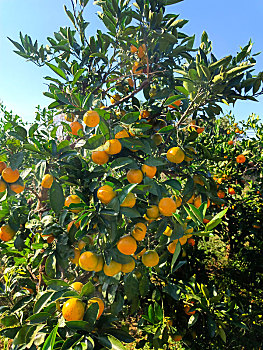 橘子园,采摘节,南北湖橘子