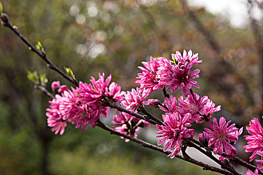 菊花桃花卉