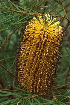 锯,拔克西木属,花,山谷,蓝山国家公园,澳大利亚