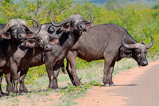 非洲,水牛,非洲水牛,站立,排,旁边,公路,一个,红嘴牛椋鸟,克鲁格国家公园,南非