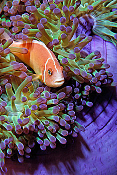 粉红海葵鱼,海葵,靠近,父亲,礁石,巴布亚岛,新