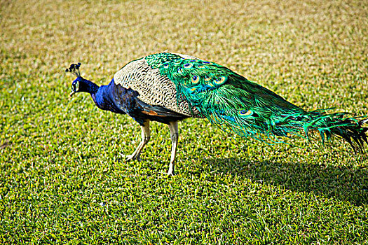 行走在绿色的草地上的一只孔雀