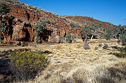 灌木丛,风景,西部,国家公园,北领地州,澳大利亚