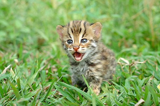 野生豹猫幼崽图片