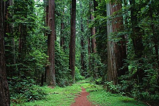 红杉林,洪堡红杉州立公园,加利福尼亚,美国