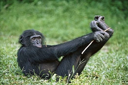 倭黑猩猩,雌性,玩,草,刚果