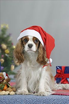 查尔斯王犬,圣诞时节