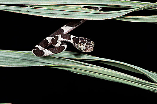 蛇,树,幼小,国家公园,亚马逊雨林,厄瓜多尔