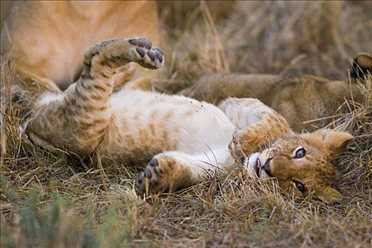 非洲狮,狮子,玩耍,2-3个月,幼兽,躺着,脆弱,马赛马拉国家保护区,肯尼亚