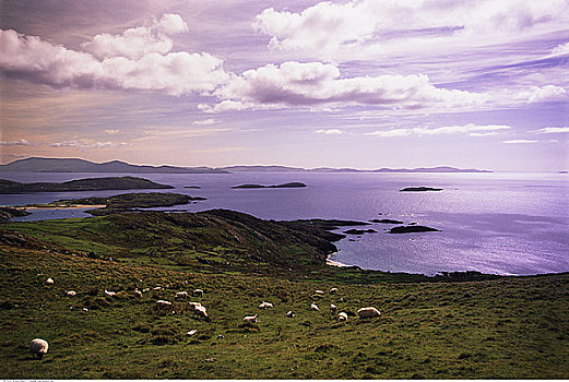 绵羊,克俐环,爱尔兰