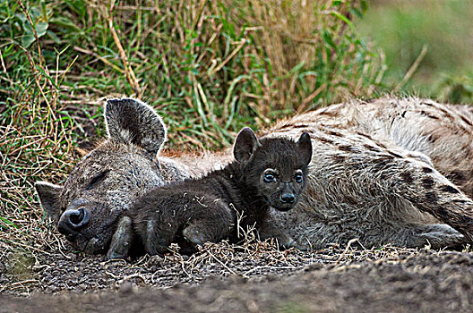 斑鬣狗,幼兽,国家级保护区