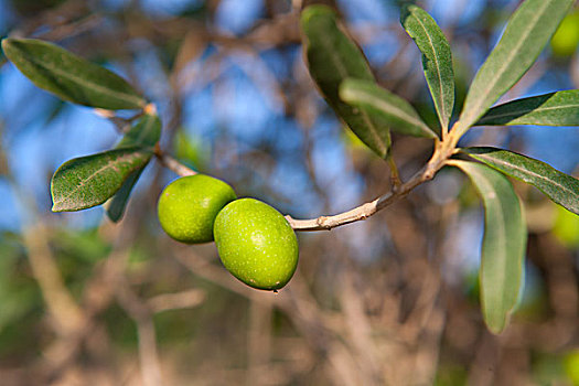橄榄树,两个,橄榄,枝条,叶子,安达卢西亚,西班牙