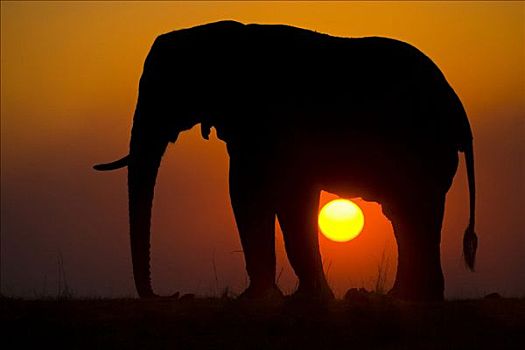 非洲,灌木,大象,非洲象,日落,乔贝,河,乔贝国家公园,博茨瓦纳