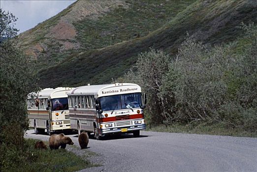 棕熊,两个,旅游,巴士,罐,宽,脸,科迪亚克熊,阿拉斯加,美国