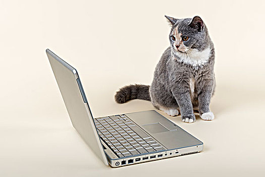 英国短毛猫,小猫,6个月,蓝色,白色,坐,正面,笔记本电脑