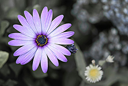 紫色,雏菊
