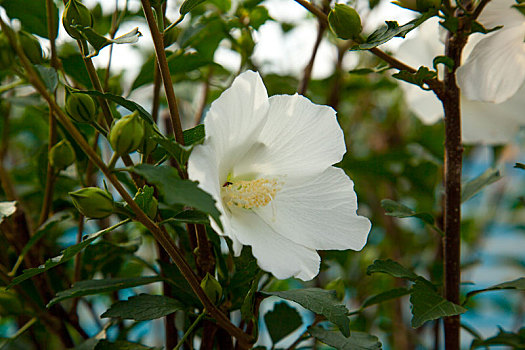 盛开的白色木芙蓉花洁净高雅
