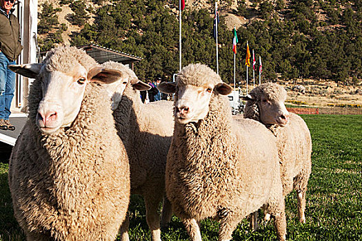 绵羊,旗帜,背景