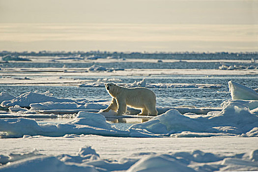 格陵兰,海洋,挪威,斯匹次卑尔根岛,北极熊,成年,旅行,夏天,海冰,浮冰