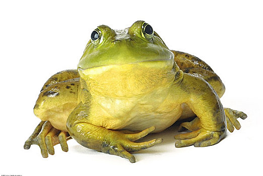 肖像,青蛙
