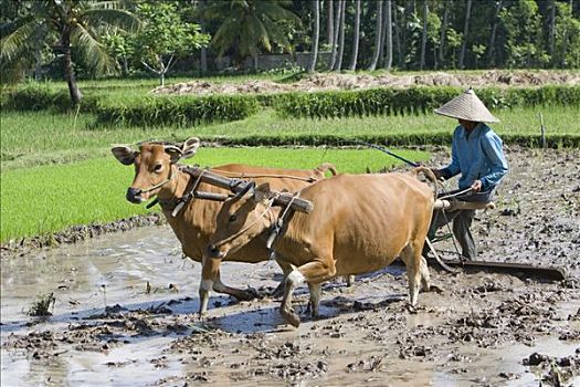 稻米,农民,工作,稻田,两个,牛,木质,犁,印度尼西亚