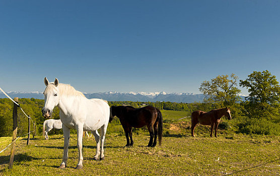 马,草地,比利牛斯山脉,背景