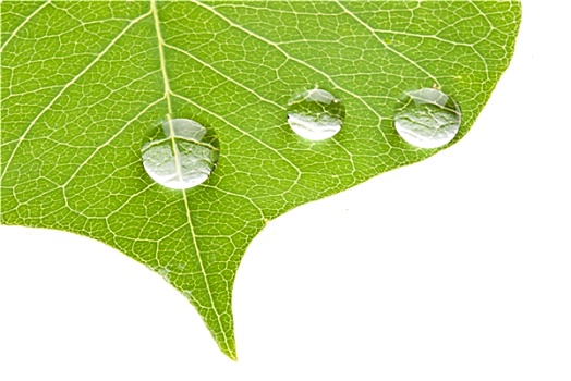 绿叶,透明,水滴