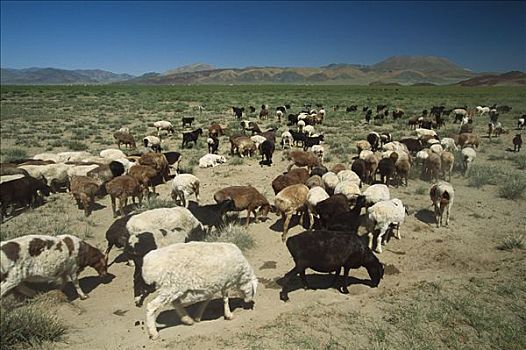山羊,绵羊,户外,蒙古包,露营,夜晚,西部,蒙古