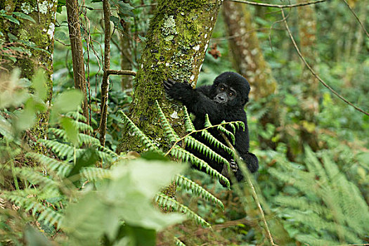 山地大猩猩,幼兽,国家公园,乌干达,非洲